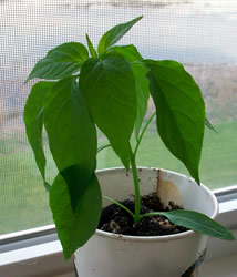 How to Grow Jalapeno Peppers from Seed 