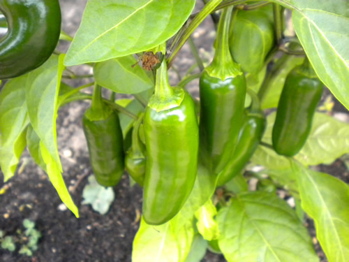 Harvesting Jalapeno Peppers