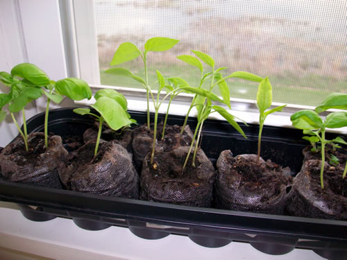 How to Grow Jalapeno Peppers from Seed 